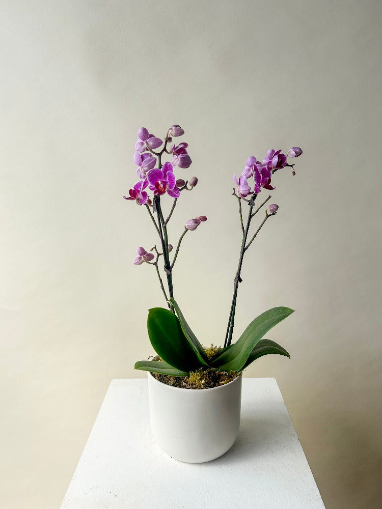 Orchid Plant Vancouver - Vancouver Plant Delivery