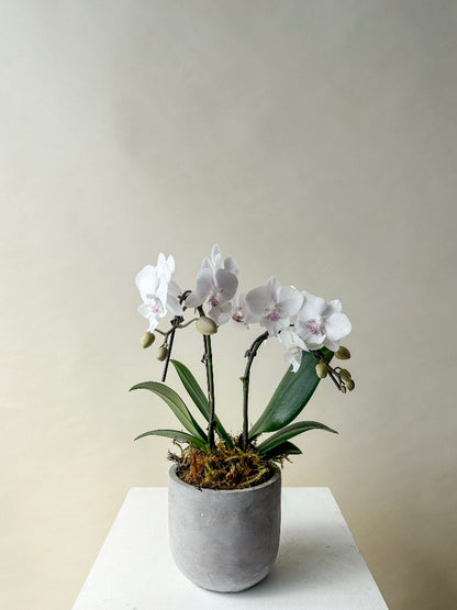 Orchid Plant Vancouver - Vancouver Plant Delivery