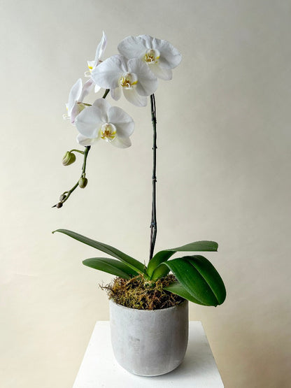 Orchid Planter Vancouver - Vancouver Flower Delivery