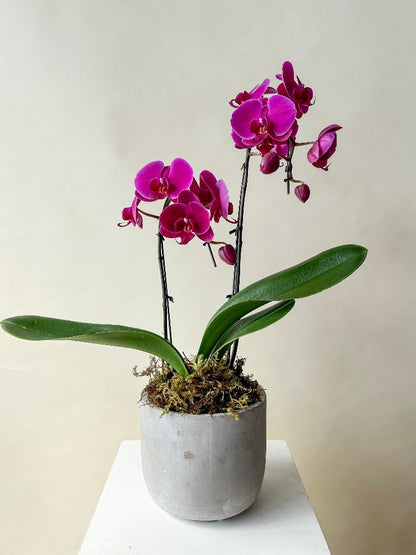 Orchid Planter Vancouver - Vancouver Flower Delivery