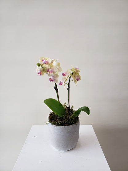 Mini Orchids