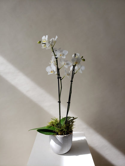Mini Orchids