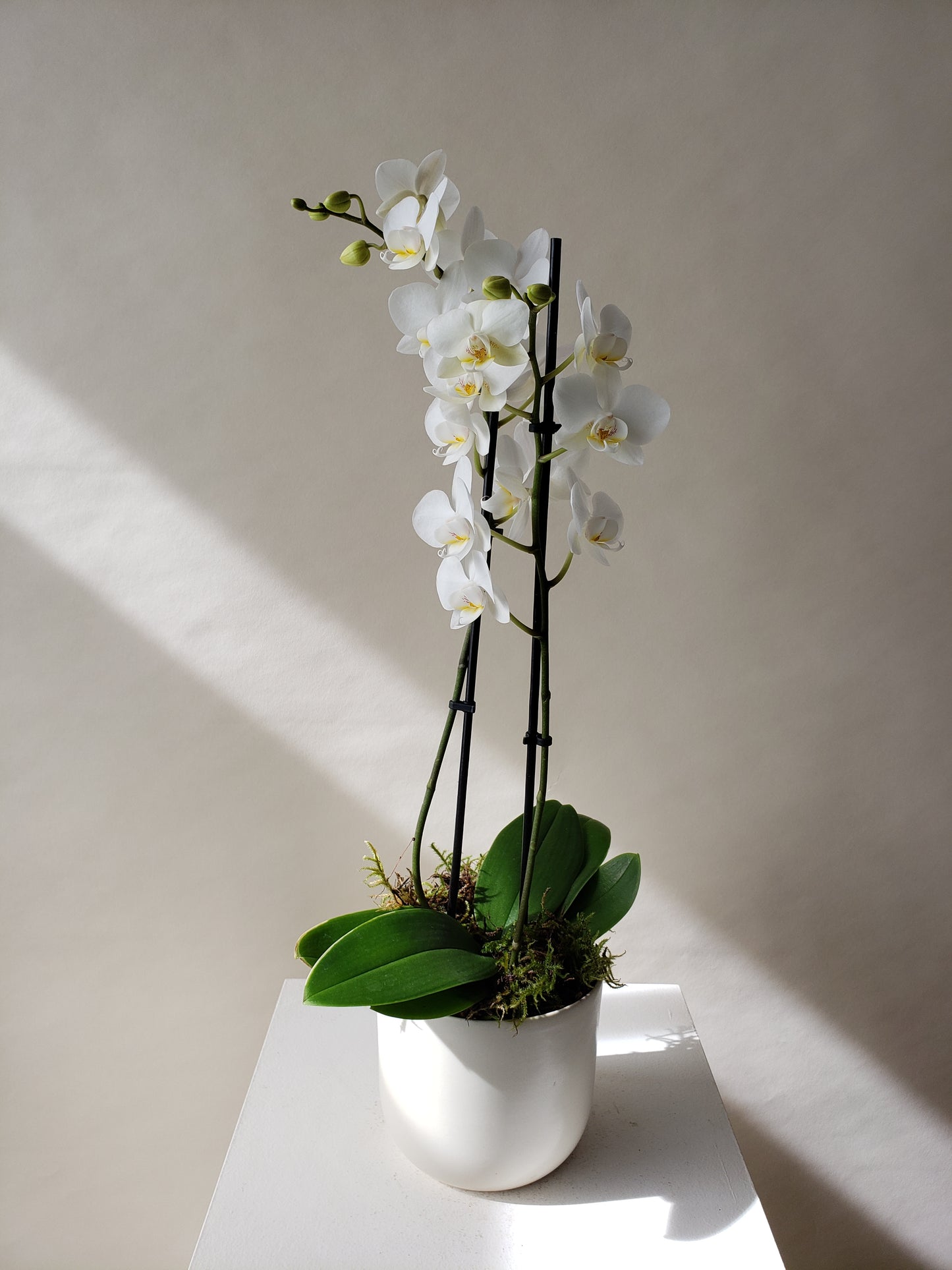 Mini Orchids
