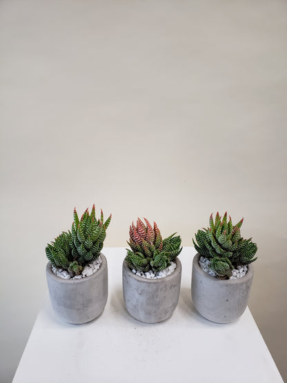 Haworthia Trio