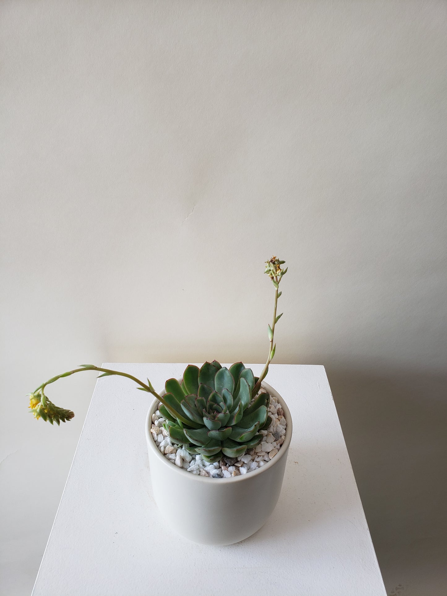 Succulent Plant