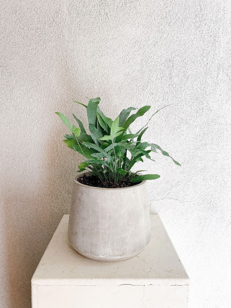 Blue Star Fern