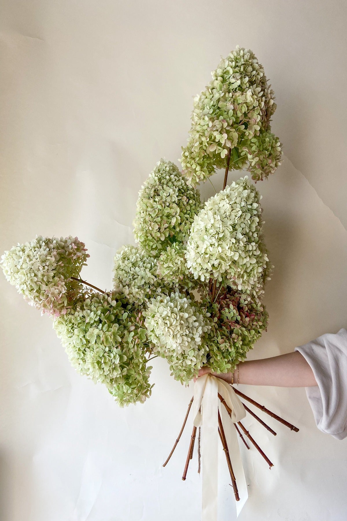 Dried Limelight Hydrangea Bunch