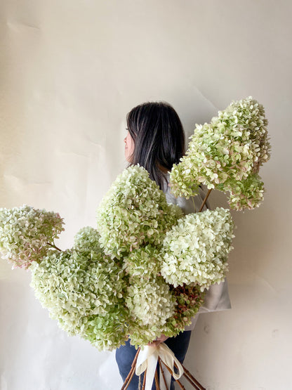 Dried Limelight Hydrangea Bunch